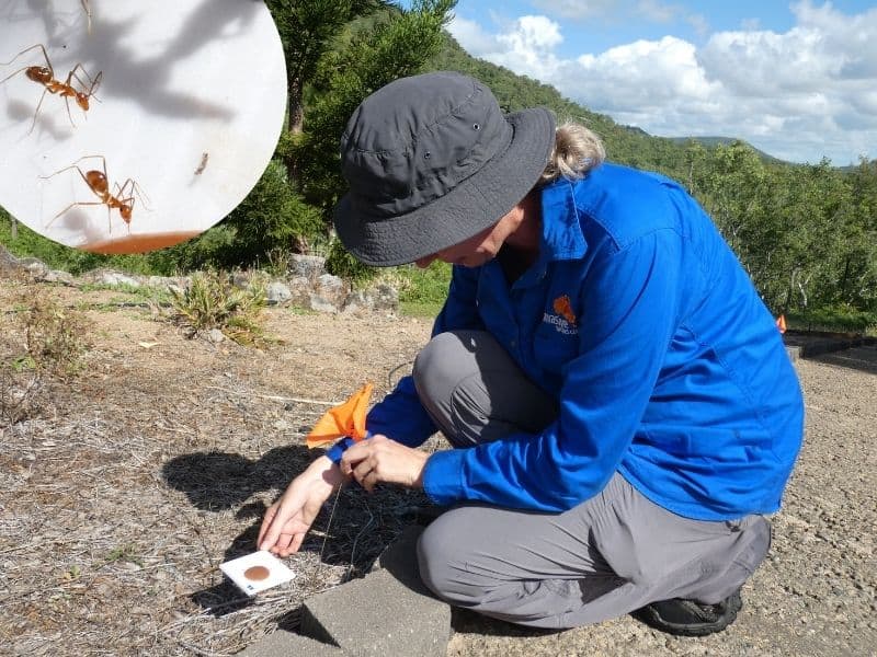 Townsville Yellow Crazy Ant Community Taskforce Coordinator Bev Job conducting baited surveys. Photo by: Invasive Species Council.