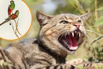 Feral cat and paradise parrot feature image.