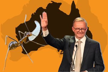 Invasive species federal election feature image.