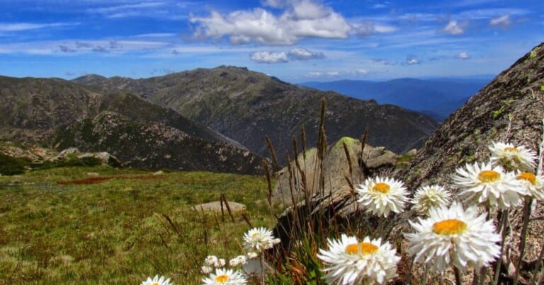 Flowers on Watsons Crags, Townsend Ridge in background, Kosciuszko NP, credit Mike Bremers