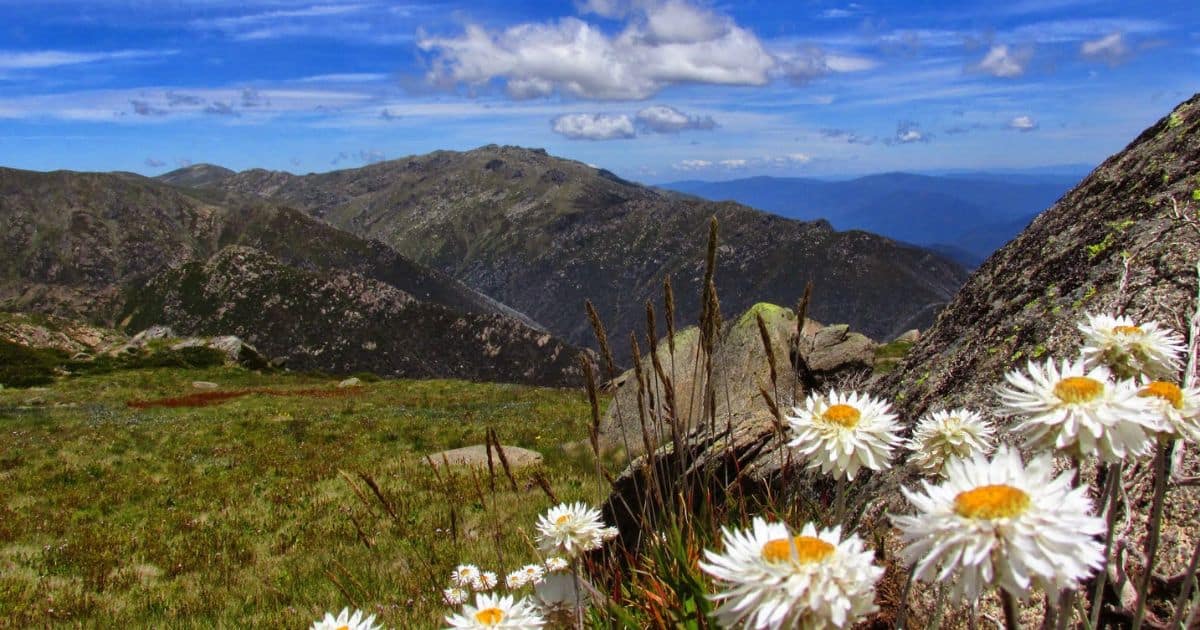 Flowers on Watsons Crags, Townsend Ridge in background, Kosciuszko NP, credit Mike Bremers