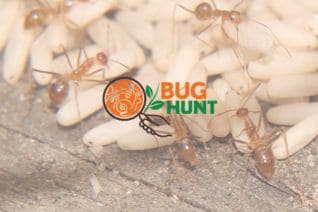 bug-hunt-ants-2