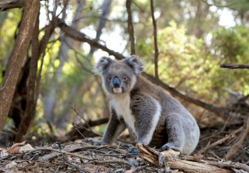 Feral Herald | Australia's Moment of Truth | Koala