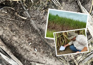 Defending Australia from Red Fire Ants | Feral Herald | Social Image