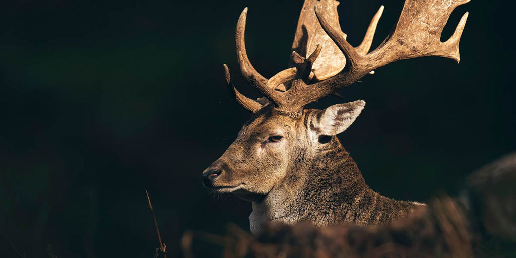 Feral deer