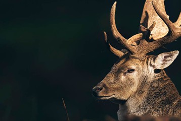 Feral deer