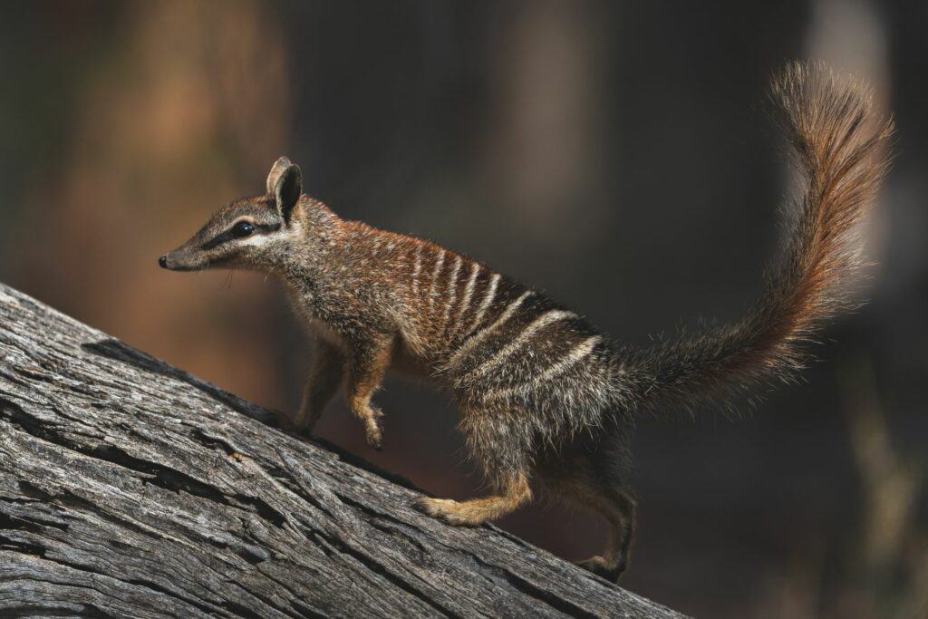 Numbat by Lewis Burnett | Getty