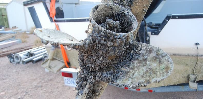 Species: Mussel fouled propeller from Lake Mead, Arizona, Government of Arizona CC