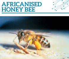 Bt-Africanised-honey-bee-233x200