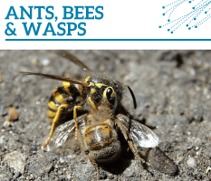 Bt-Ants-bees-wasps