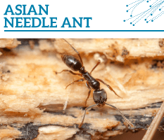 Bt-Asian-needle-ant