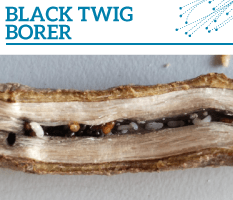 Bt-Black-twig-borer