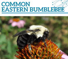 Bt-Common-eastern-bumblebee