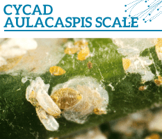 Bt-Cycad-aulacaspis-scale
