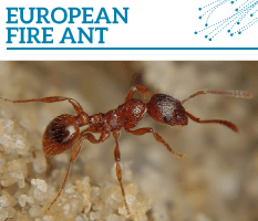 Bt-European-fire-ant