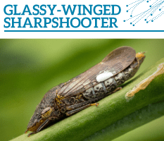 Bt-Glassy-winged-sharpshooter