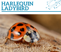 Bt-Harlequin-ladybird