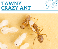 Bt-Tawny-crazy-ant
