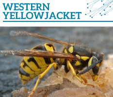 Bt-Western-yellowjacket
