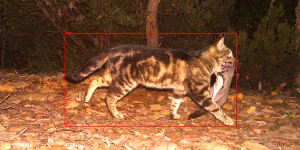 cat 2